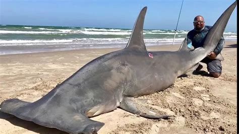 CC Shark Fishing .